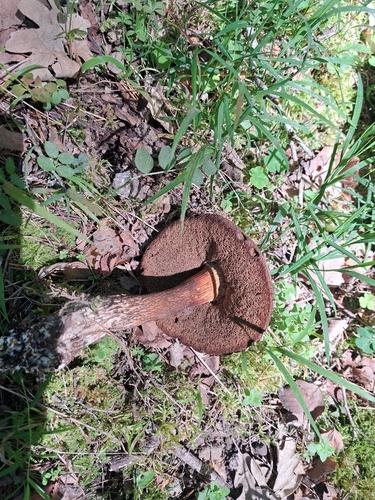 拟垂边红孢纱牛肝菌(Porphyrellus pseudoscaber) 真实照片 · 拍摄者:vasile_ciprian