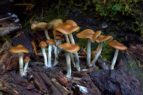 喜粪生裸盖菇(Psilocybe cyanescens) 真实照片 · 拍摄者:drdick98229