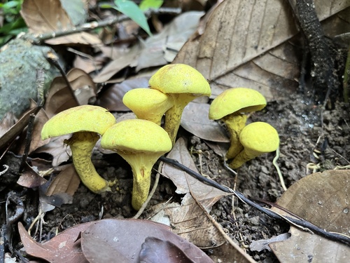 黄粉末牛肝菌(Pulveroboletus icterinus) 真实照片 · 拍摄者:bonsaisai
