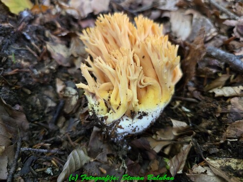 金黄枝珊瑚菌(Ramaria aurea) 真实照片 · 拍摄者:stevanbaluban