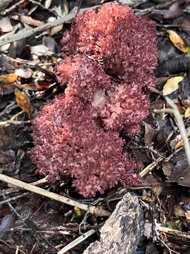 白色珊瑚菌(Ramaria botrytis) 真实照片 · 拍摄者:macarena96