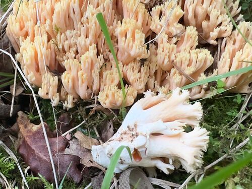 粉红枝瑚菌(Ramaria formosa) 真实照片 · 拍摄者:joseluisiturrioz