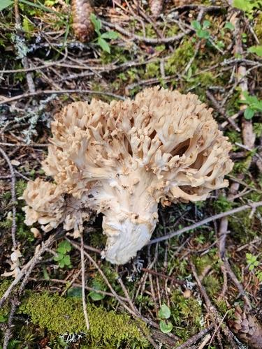 红色珊瑚菌(Ramaria rufescens) 真实照片 · 拍摄者:iskogen