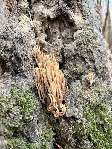 密枝瑚菌(Ramaria stricta) 真实照片 · 拍摄者:wuppertroll