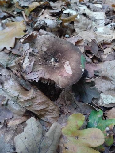 烟色红菇(Russula adusta) 真实照片 · 拍摄者:lukaswalas