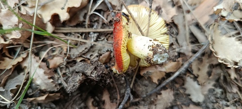 金红菇(Russula aurata) 真实照片 · 拍摄者:jm-pandoar