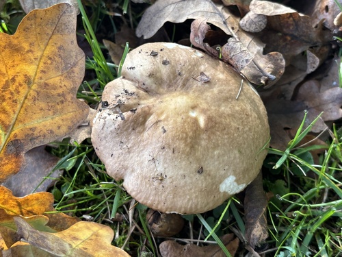 铜红菇(Russula cuprea) 真实照片 · 拍摄者:liz_downey