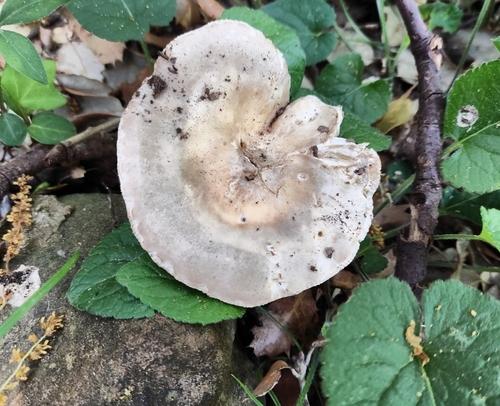 蓝黄红菇(Russula cyanoxantha) 真实照片 · 拍摄者:bittor