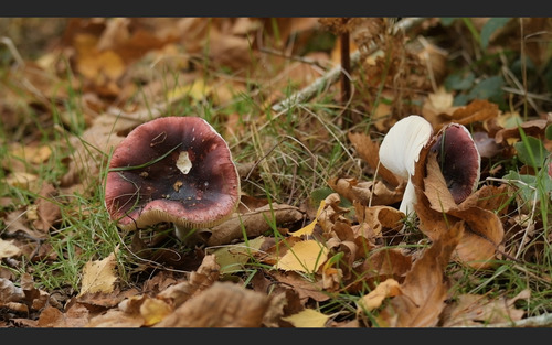 变色红菇(Russula depallens) 真实照片 · 拍摄者:benjayoungfox
