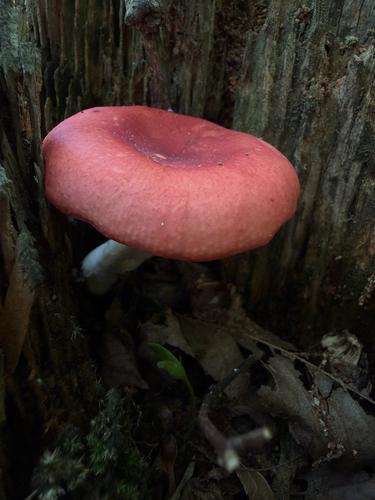毒红菇(Russula emetica) 真实照片 · 拍摄者:matthew_kleinrock