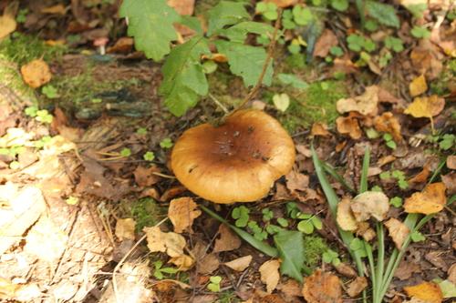 皮条菌(Russula foetens) 真实照片 · 拍摄者:sokolkov2002