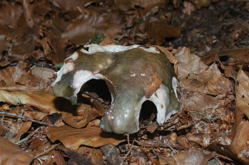 灰色红菇(Russula grisea) 真实照片 · 拍摄者:nschwab