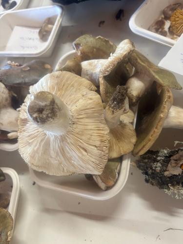 异叶红菇(Russula heterophylla) 真实照片 · 拍摄者:xapman