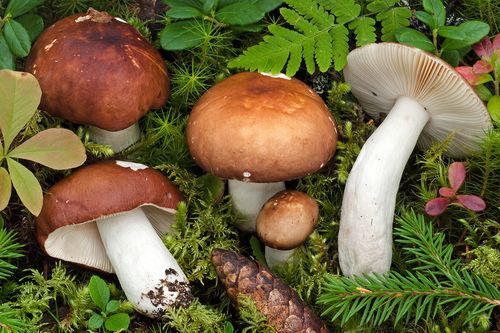 全缘红菇(Russula integriformis) 真实照片 · 拍摄者:federicocalledda