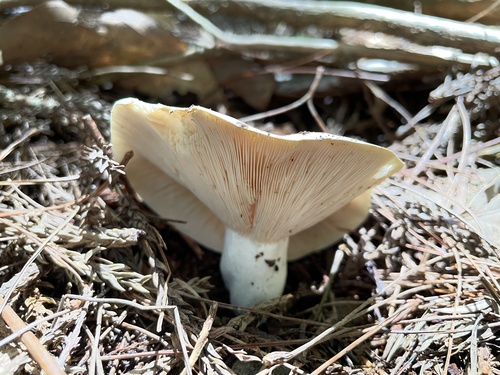 日本红菇(Russula japonica) 真实照片 · 拍摄者:balawu