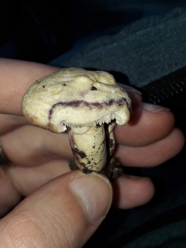 黄褐乳菇(Lactarius flavidus) 真实照片 · 拍摄者:eikeheinemann