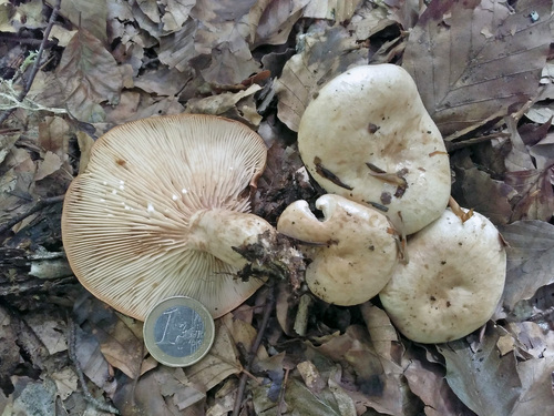 淡黄乳菇(Lactarius pallidus) 真实照片 · 拍摄者:luisballester