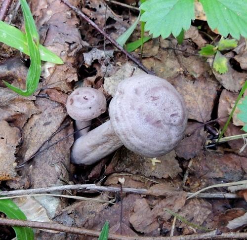 粉红乳菇(Lactarius roseozonatus) 真实照片 · 拍摄者:yuriysokolov73