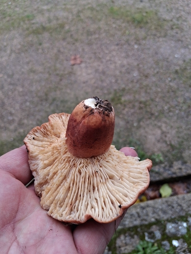 多褶乳菇(Lactarius rugatus) 真实照片 · 拍摄者:biju78