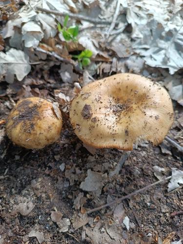 月桂红菇(Russula laurocerasi) 真实照片 · 拍摄者:fatimacarrasco