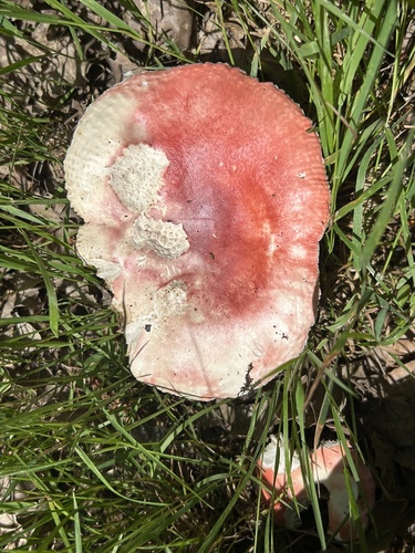鳞盖红菇(Russula lepida) 真实照片 · 拍摄者:tohrus