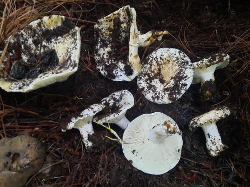 高胃红菇(拟臭红菇)(Russula mairei) 真实照片 · 拍摄者:osberthmorales