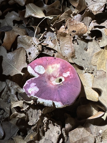 玛丽红菇(Russula mariae) 真实照片 · 拍摄者:gward