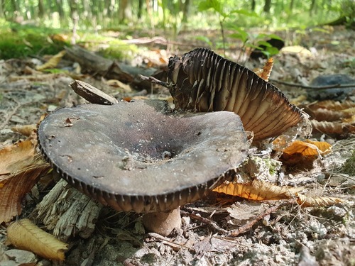 黑红菇(Russula nigricans) 真实照片 · 拍摄者:marioo455