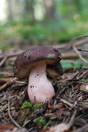 橄榄色红菇(Russula olivacea) 真实照片 · 拍摄者:fugi2