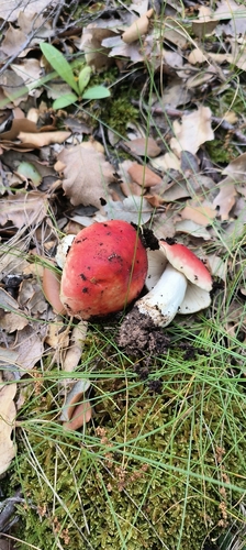 樱桃红菇(Russula persicina) 真实照片 · 拍摄者:enrico-maccioni