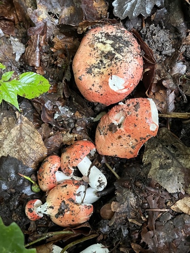 拟全缘红菇(Russula pseudointegra) 真实照片 · 拍摄者:coebert97