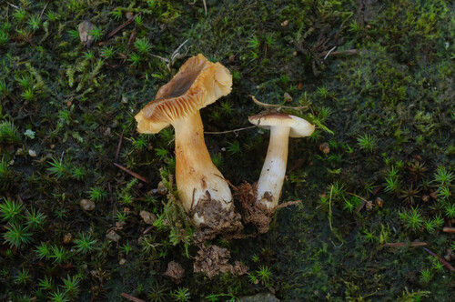 紫红红菇(Russula puellaris) 真实照片 · 拍摄者:nschwab