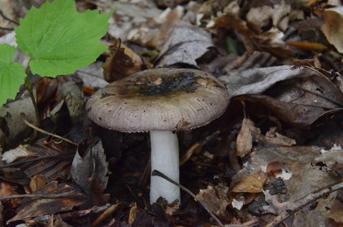 褐紫红菇(Russula brunneoviolacea) 真实照片 · 拍摄者:smpbiologist-jwilliams
