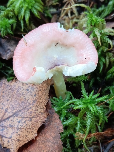 细柄红菇(Russula gracilis) 真实照片 · 拍摄者:ryanpeace
