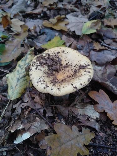 赭红红菇(Russula ochroleuca) 真实照片 · 拍摄者:lukaswalas