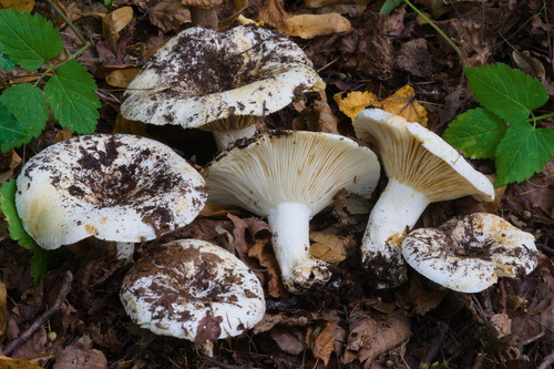 淡斑红菇(Russula pallidospora) 真实照片 · 拍摄者:marcofloriani