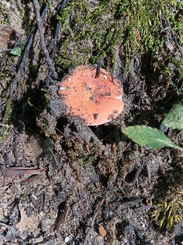小红红菇(Russula pusilla) 真实照片 · 拍摄者:ryanpeace