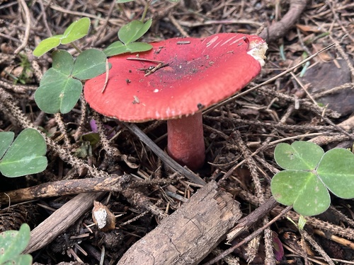 玫瑰红菇(Russula rosacea) 真实照片 · 拍摄者:bindelshsu