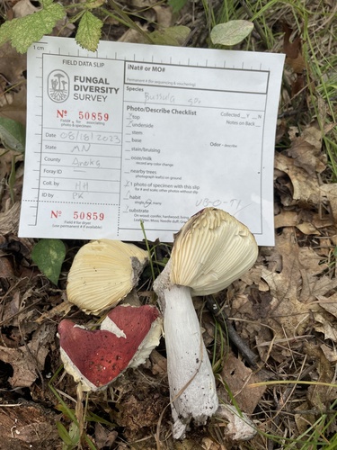 红黄红菇(Russula rubescens) 真实照片 · 拍摄者:potatogod646