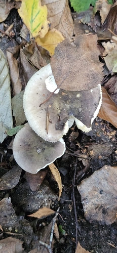 紫罗兰红菇(Russula violacea) 真实照片 · 拍摄者:kertruc