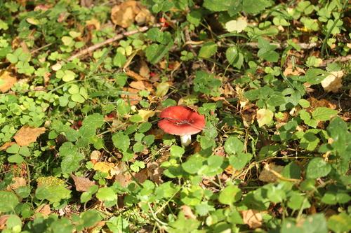 血红红菇(Russula sanguinea) 真实照片 · 拍摄者:sokolkov2002