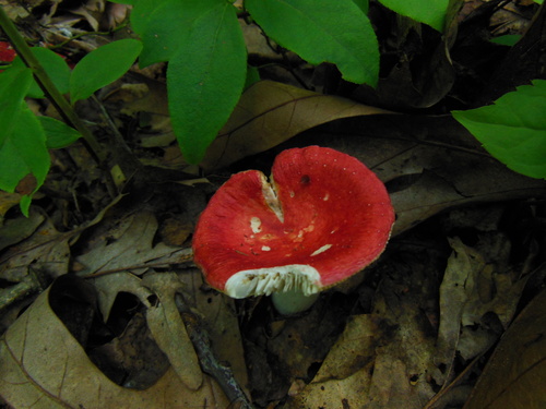 林生红菇(Russula silvicola) 真实照片 · 拍摄者:mggraddy