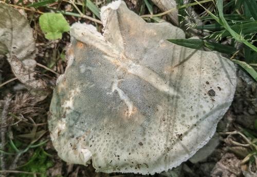 青头菌(Russula virescens) 真实照片 · 拍摄者:julian_alonso