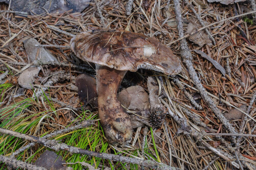 灰柄虎掌菌(Sarcodon glaucopus) 真实照片 · 拍摄者:nschwab