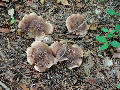 黄虎掌菌(Sarcodon scabrosus) 真实照片 · 拍摄者:nue66