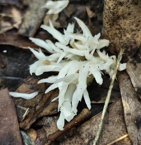 珊瑚状锁瑚菌(Clavulina coralloides) 真实照片 · 拍摄者:cadaverine