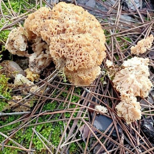 绣球菌(Sparassis crispa) 真实照片 · 拍摄者:jorge-prieto
