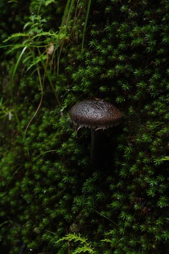 混淆松塔牛肝菌(Strobilomyces confusus) 真实照片 · 拍摄者:ajay_neupane