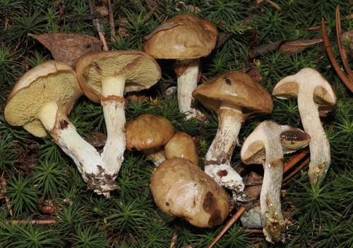 黄白粘盖牛肝菌(Suillus flavidus) 真实照片 · 拍摄者:damontighe