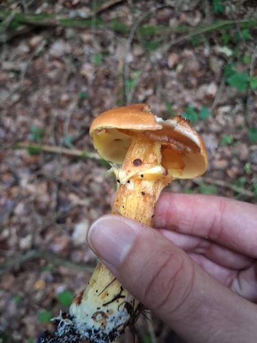 粘柄乳牛肝菌(Suillus grevillei) 真实照片 · 拍摄者:mangoblatt